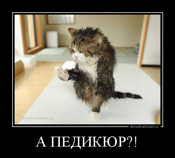 Create meme: cat , the cat is a repeat offender, cats are funny funny
