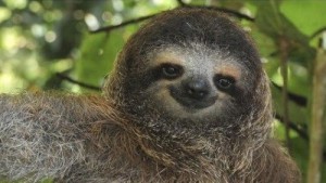 Создать мем: отдохни, мем ленивец, sloth