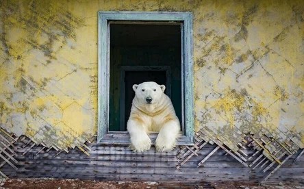 Создать мем: полярный медведь, собака, я белый медведь