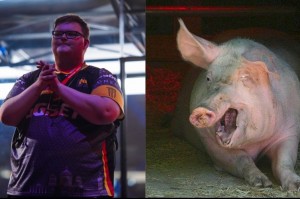 Create meme: pig, boar, photo pig funny