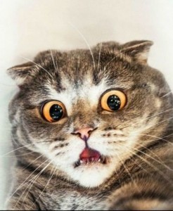 Create meme: cat in shock, cat funny, cat