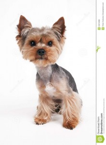 Create meme: mini Yorkshire Terrier, Yorkshire Terrier dog, Yorkshire Terrier