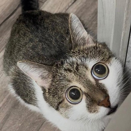 Create meme: cat's eyes, bug-eyed cat, surprised kitty