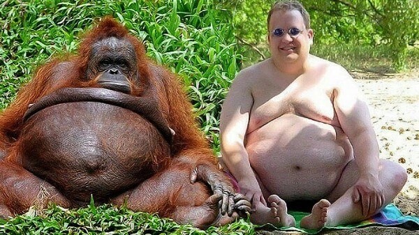 Создать мем: толстые животные, стинки толстая обезьяна, самая жирная обезьяна
