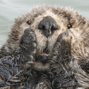 Создать мем: фотографии животных, comedy wildlife photography awards 2019, животные