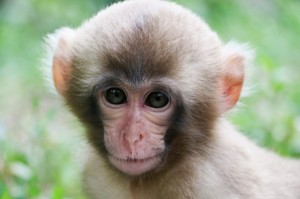 Create meme: muzzle monkeys, macaque monkey, cute monkey
