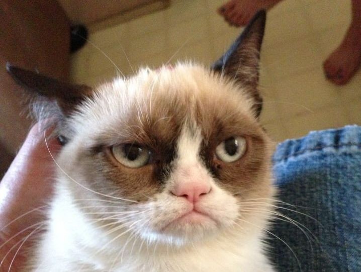 Create meme: unhappy cats, grumpy cat , unhappy cat 