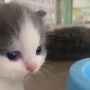 Create meme: cute cats funny, cute kittens, seals