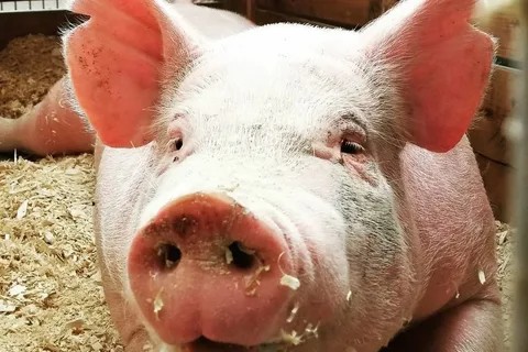 Создать мем: african swine fever virus, свинья живая, свинья поросенок