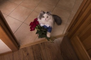 Создать мем: коты, кот дарит цветы, Кошка