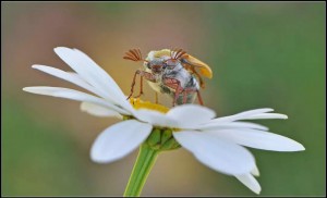 Create meme: bumblebee daisies pictures, wasp on the chamomile, may-bug on a flower