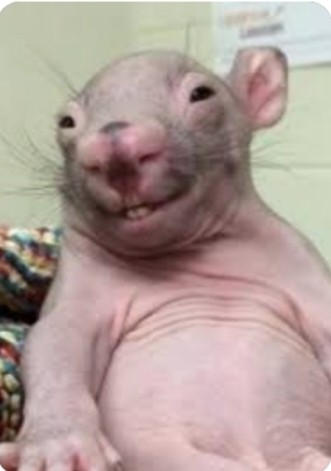 Create meme: bald wombat, rat bald, bald rat