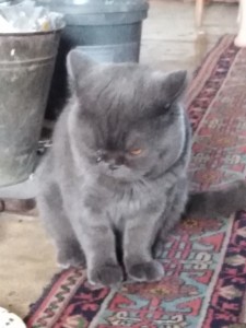 Создать мем: британские котята фото домашнее, шотландский кот прямоухий пепельный, шотландские котята голубого окраса