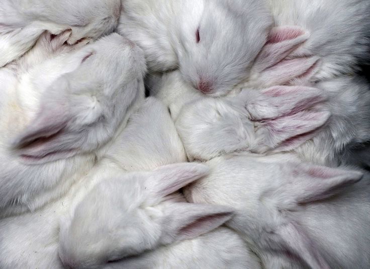 Создать мем: кролик белый паннон, суточные кролики, кролик