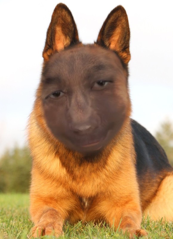 Create meme: shepherd , German shepherd breed, German shepherd dog