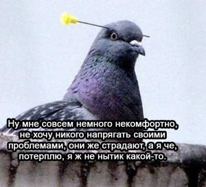 Create meme: pigeon man, stupid pigeon, pigeon bird