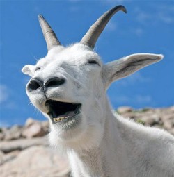 Create meme: laughs, yawns, mountain goat