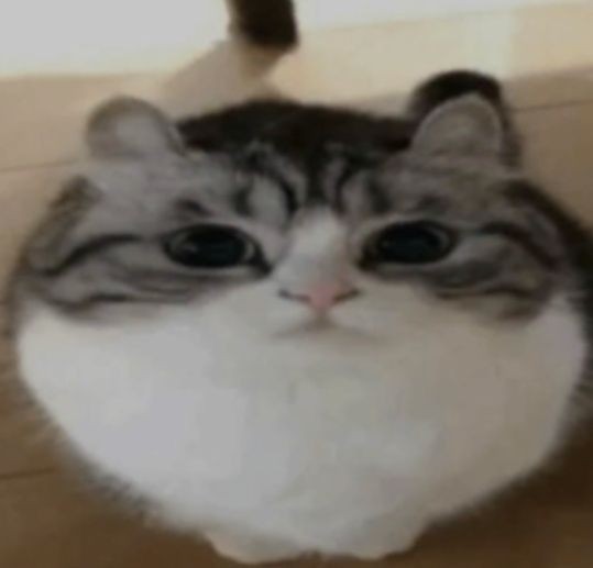 Создать мем: mugimeshi кот, эльгато котик, мем котик