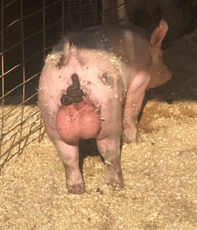 Create meme: pig with eggs, testicles , pig 