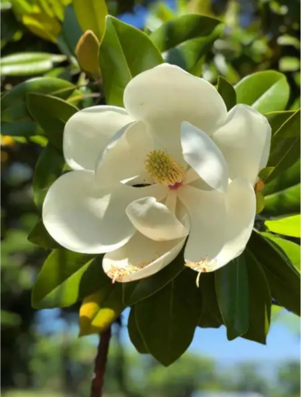 Create meme: magnolia grandiflora, magnolia flowers, Magnolia