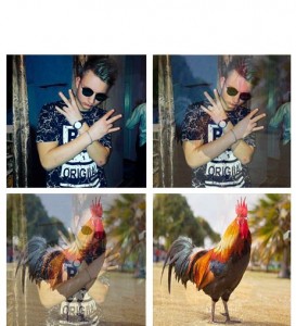 Create meme: aerocock sas, rooster, cock photo picture 2017