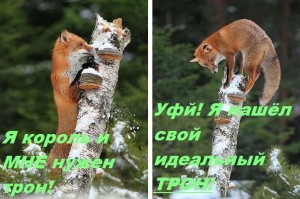 Create meme: Fox on the tree photo, proteins, protein