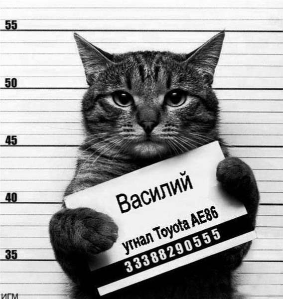 Создать мем: кот преступник мем, кот преступник, коты с табличками