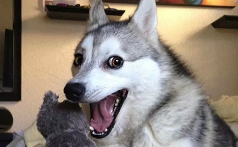 Создать мем: собака смеется мем, собака улыбается мем, уставший хаски мем