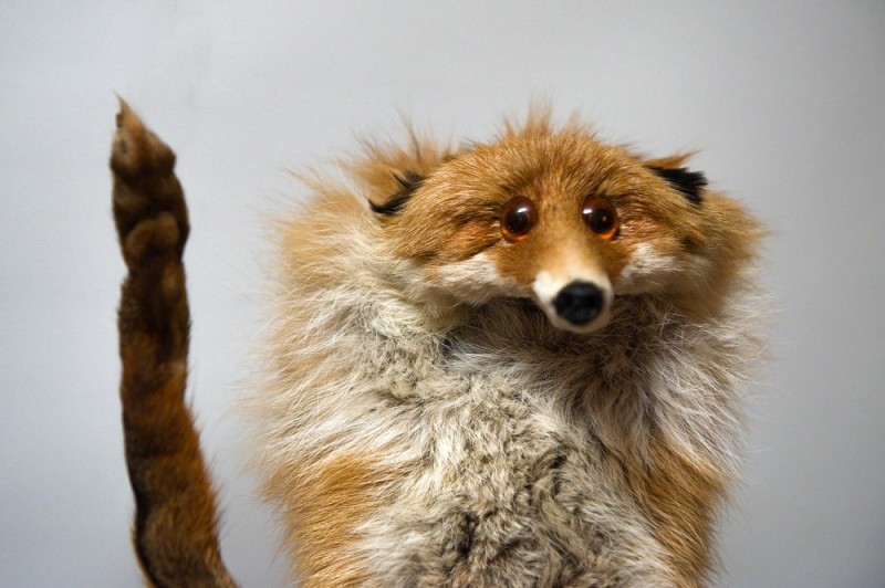 Create meme: the battered fox, Fox, a stuffed Fox meme
