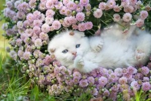 Create meme: animals flowers, kitten flowers, kittens in flowers