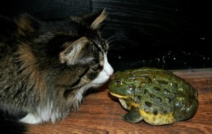 Create meme: frog giant water pot, frog water pot, cat
