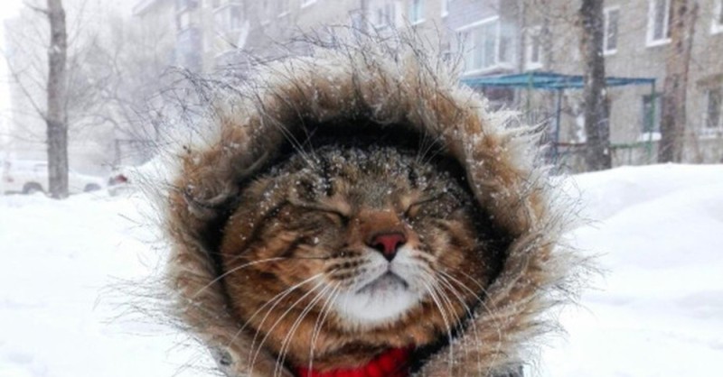 Создать мем: бездомный кот в снегу, опять зима, доброго зимнего утра