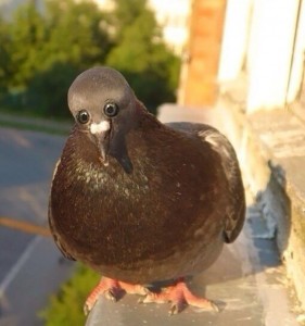 Create meme: pigeon humor, dove roofing, dove