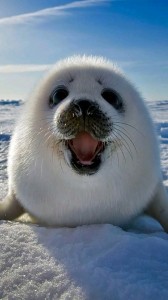 Создать мем: милые животные, байкальская нерпа улыбается, детеныш тюленя