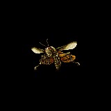 Create meme: fly insect, bee, insects bee