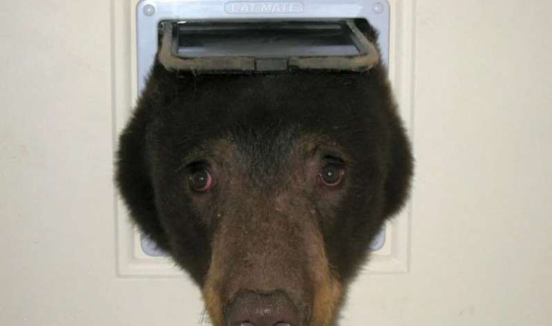 Create meme: the bear got stuck, the bear got stuck in the door, perm bear meme muzzle
