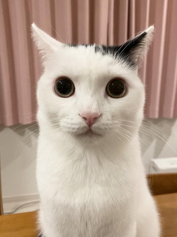 Create meme: kitty white, cat , cat 