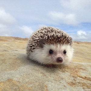 Create meme: pygmy hedgehog, African hedgehog, African pygmy hedgehog