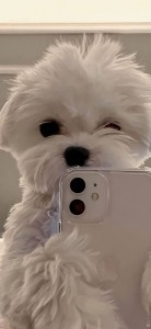 Создать мем: cute puppy, забавные животные, телефон с камерой