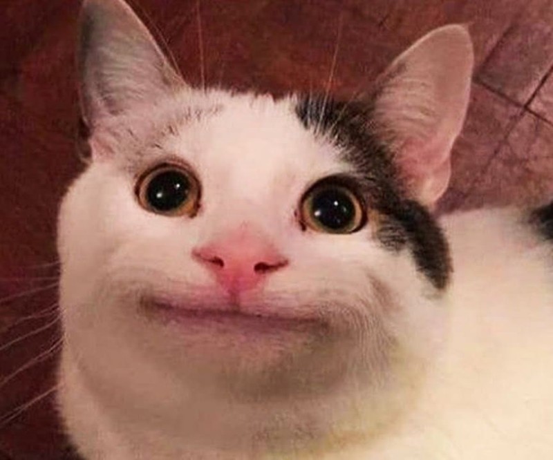 Create meme: smiling cat , face cat meme, cat smiles meme
