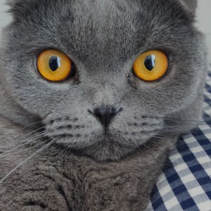 Create meme: lop-eared Scot, Scottish fold cat grey, British Shorthair