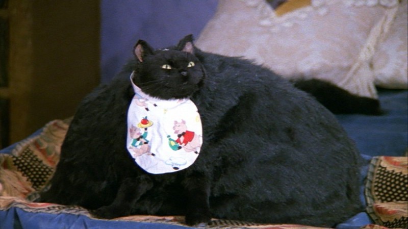 Создать мем: черный толстый кот, сабрина маленькая ведьма кот салем, сейлем кот
