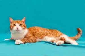 Create meme: cat gavryusha, ginger white cats, photo of red-haired white cats