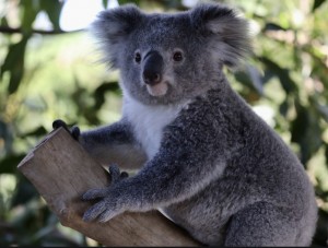 Создать мем: медведь коала, австралия коала, мишка коала