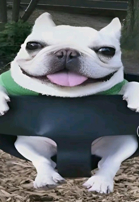 Создать мем: крутая собака, французский бульдог смешной, прикольная собака