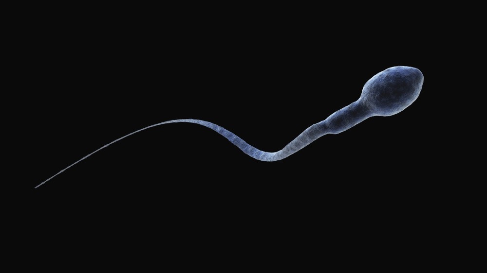 Share in Pinterest. #sperm. #fertilization of the egg. 