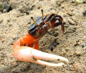 Create meme: Fiddler crab