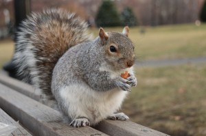 Создать мем: фото настоящей белки, squirrel, серая белка