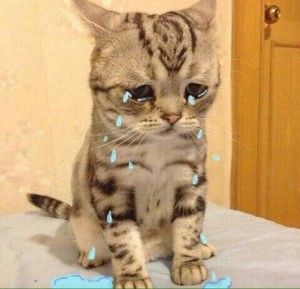 Create meme: sad cat breed, sad cat, sad cat