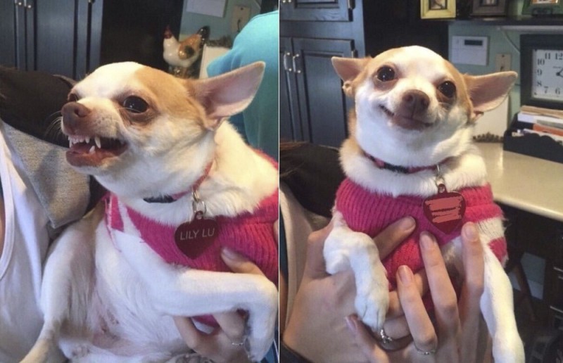 Create meme: the chihuahua dog is evil, uprooted chihuahua, Chihuahua memes